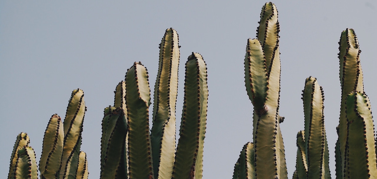 cactus_chloe-herriot-488719-unsplash_cut 