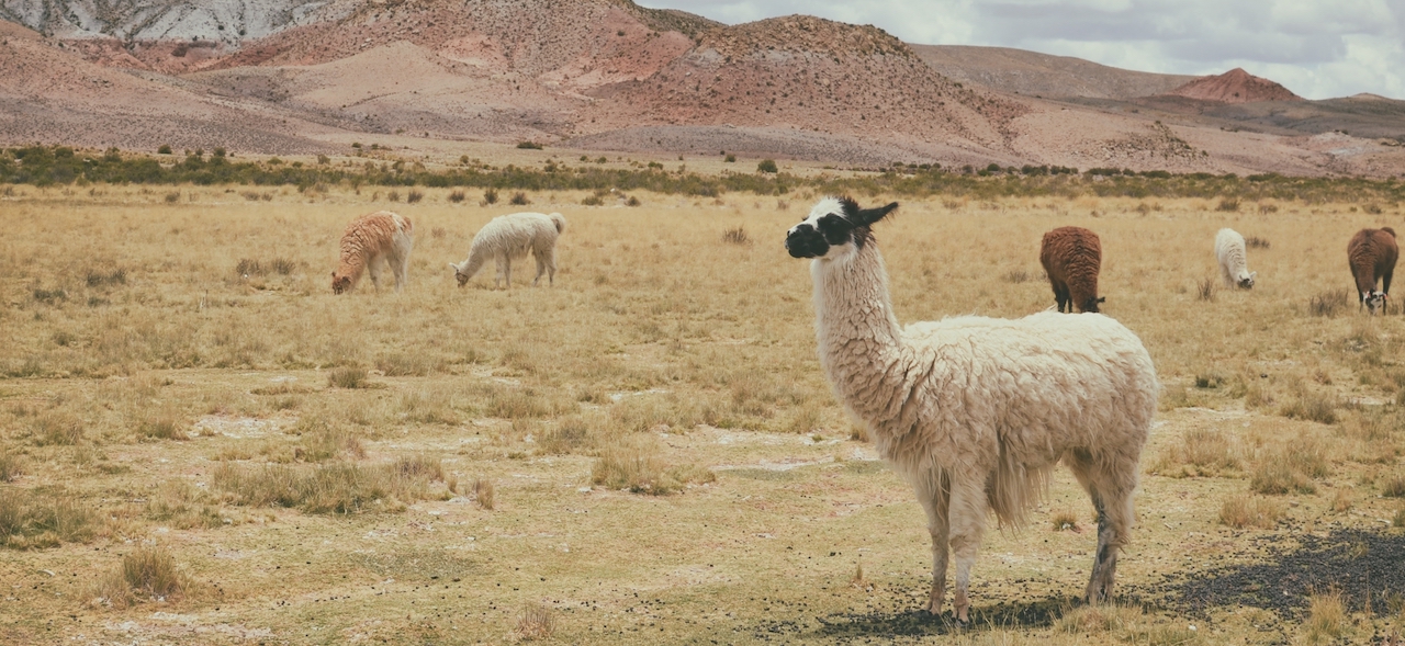 llamas_paz-arando-112306-unsplash_cut