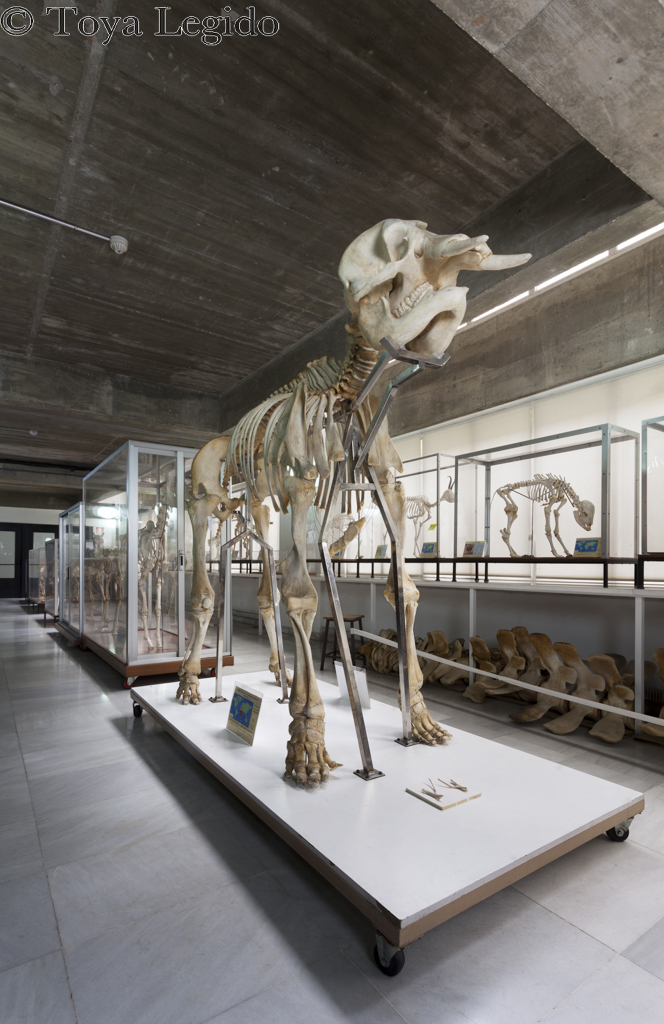 UCM - Museo de Anatomía Comparada de Vertebrados