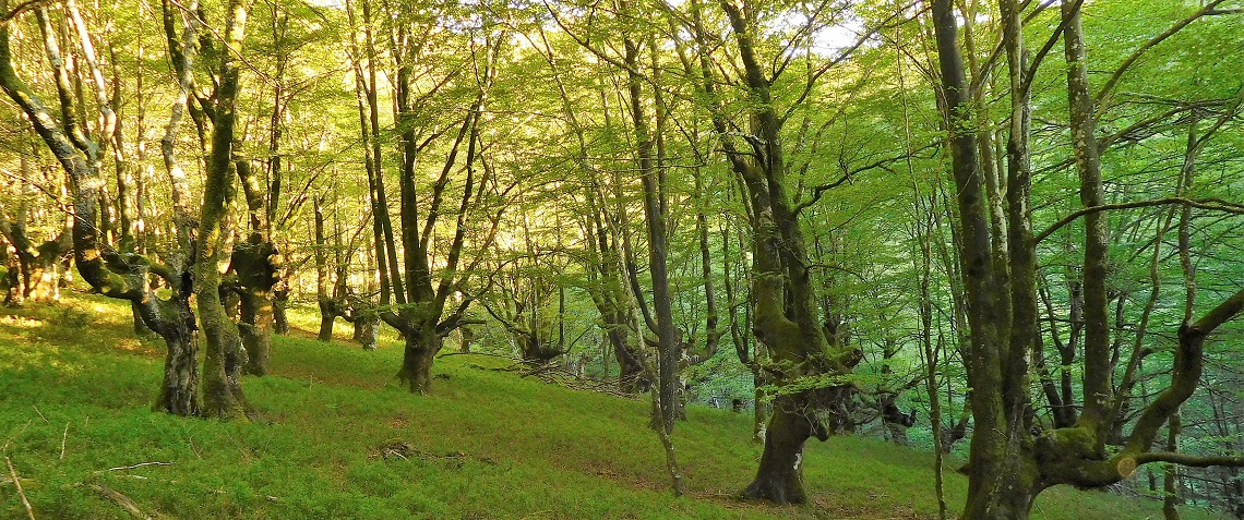 El cambio climático aumenta la sincronía en el crecimiento de los árboles