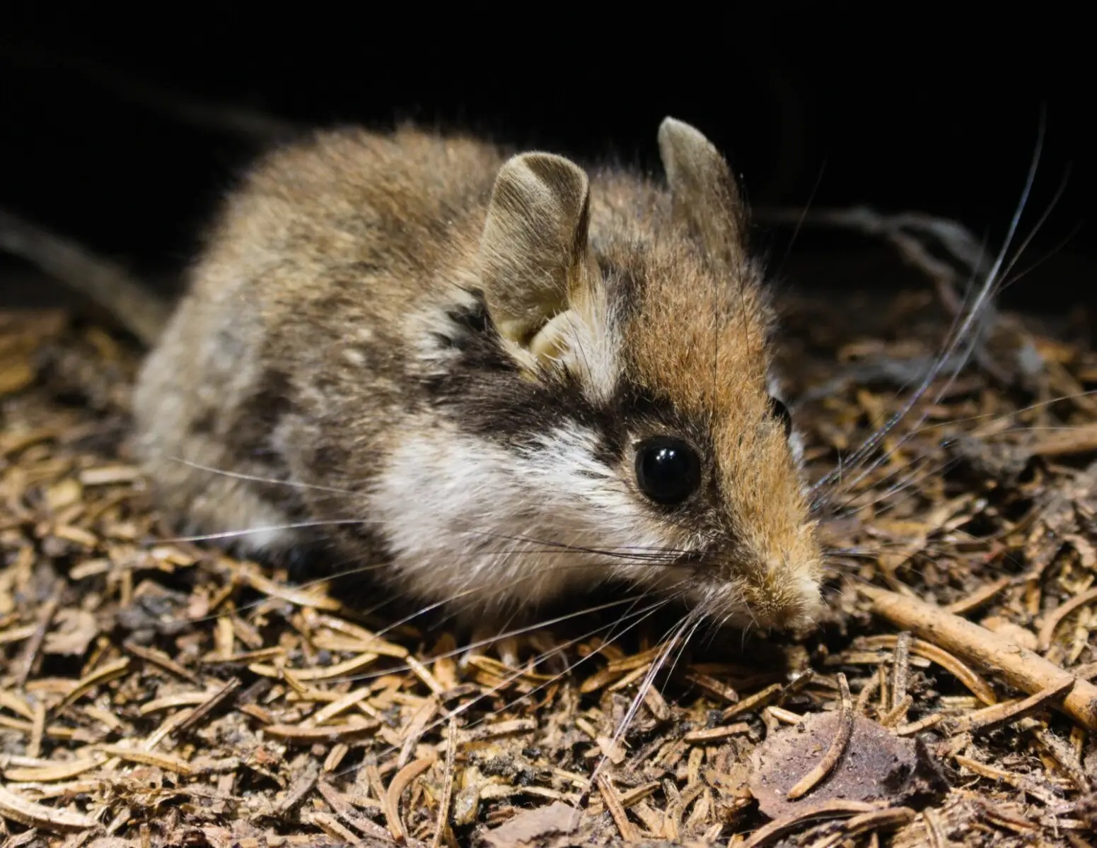 Presentan el análisis biocronológico de micromamíferos ibéricos más completo hasta la fecha