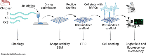 New publication: 3D Printing of Chitosan Scaffolds and Films with Varying Roughness for Cultivation of Human Retinal Progenitor Cells