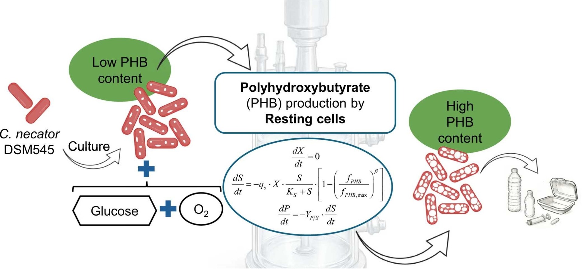 New publication: Modelling growth-arrested production of polyhydroxybutyrate by Cupriavidus necator DSM 545