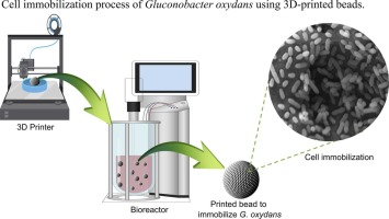 New publication: Methodological framework for fused filament fabrication of 3D-printed beads for cell immobilization in bioprocesses