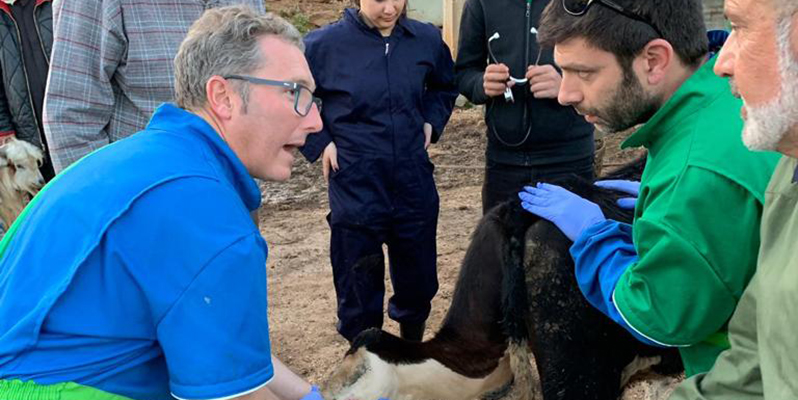 Veterinarios de la Complutense colaboran con las Fuerzas Armadas en el saneamiento ganadero en el Líbano
