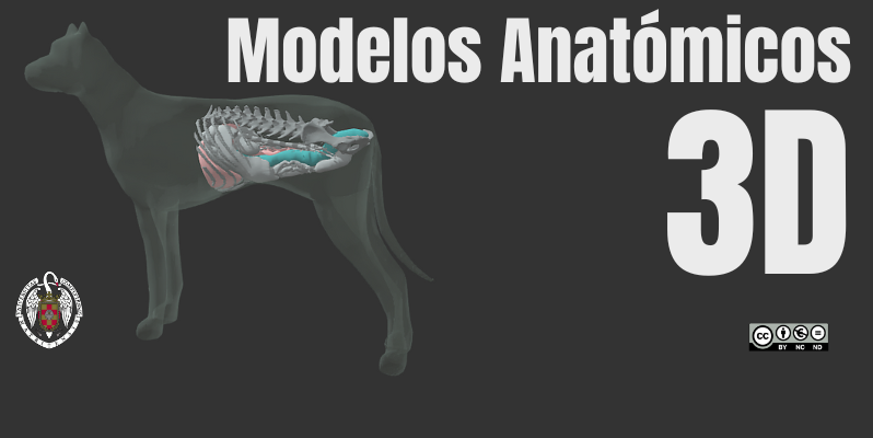 Modelos anatómicos 3D