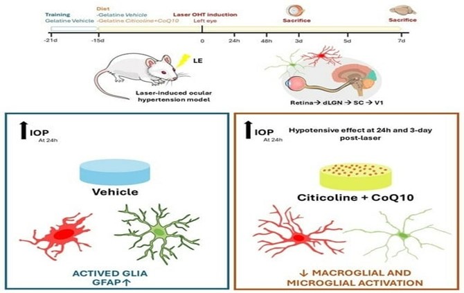 Nuevo articulo de nuestro equipo de investigacion: Citicoline and Coenzyme Q10: Therapeutic Agents for Glial Activation Reduction in Ocular Hypertension