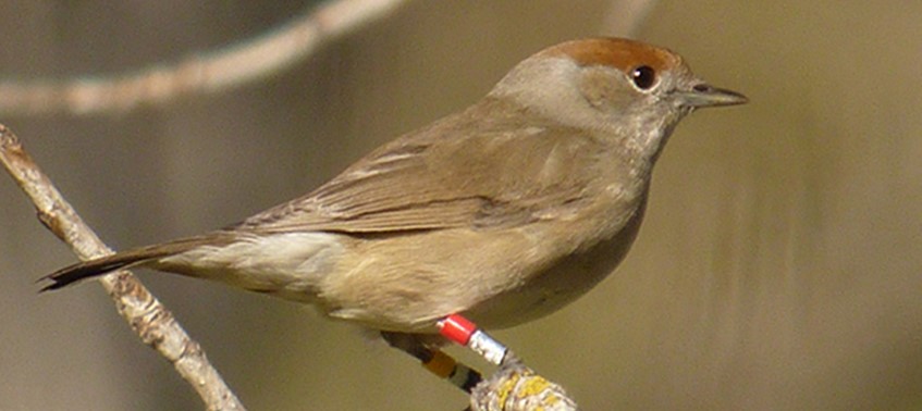 Blackcap research on the news