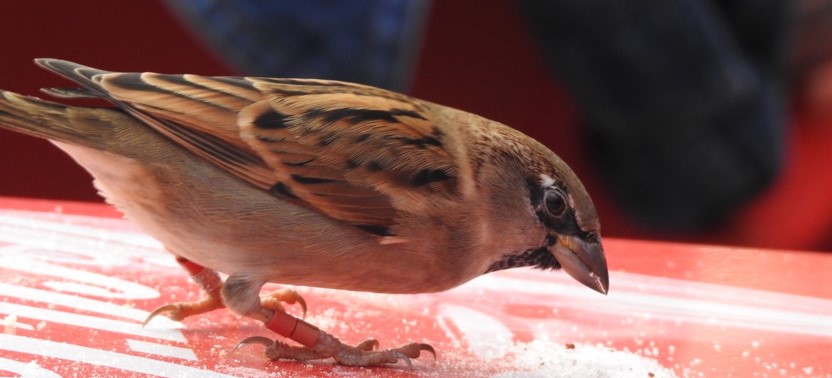 New paper about House sparrows and oxidative stress (Frontiers in Ecology and Evolution)