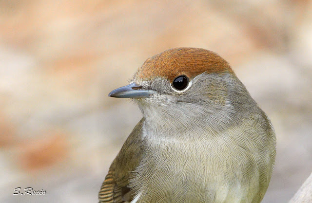 El calentamiento climático alterará el impacto de los parásitos sobre la fauna