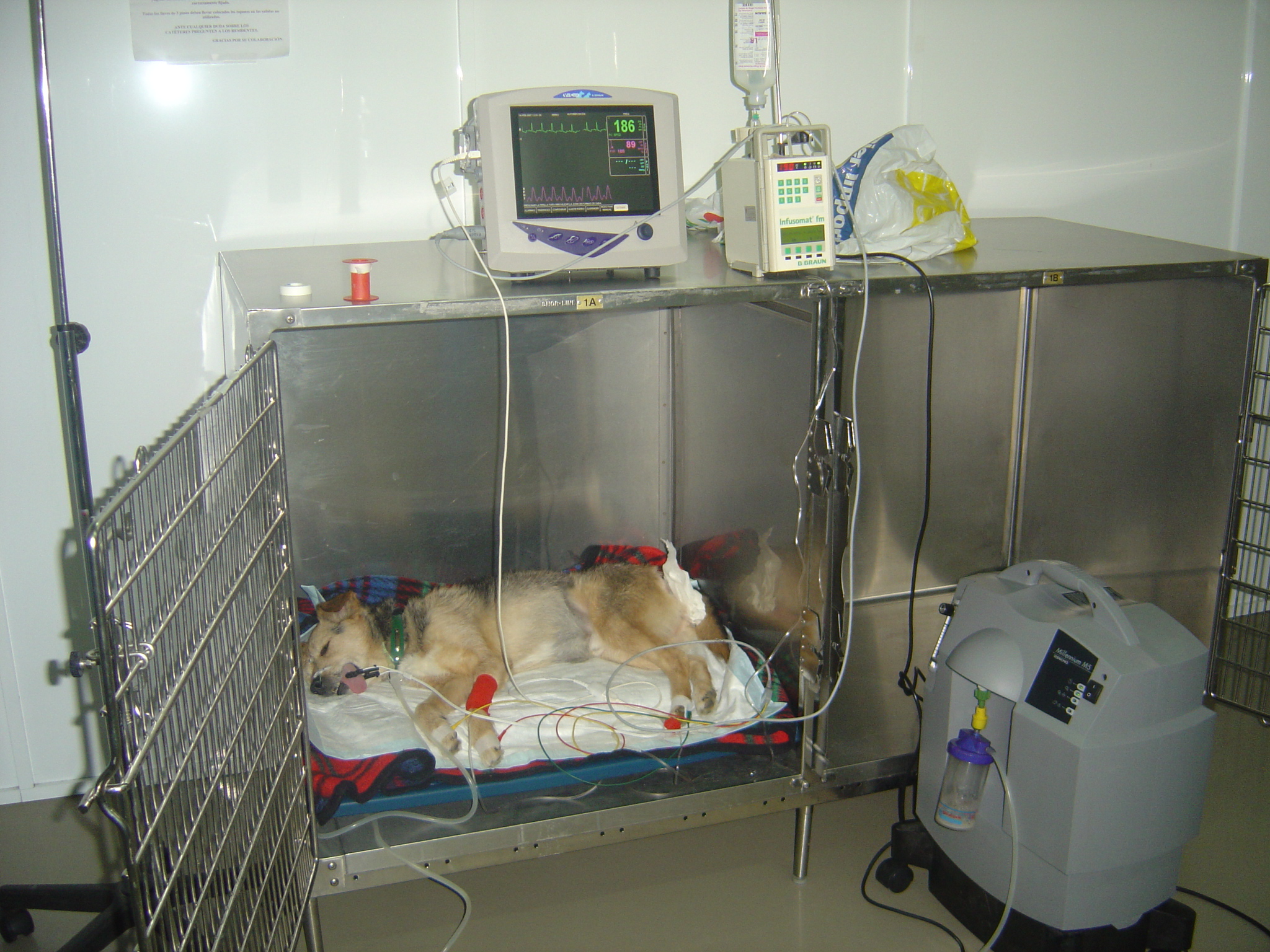 Hospital las mercedes veterinario #4