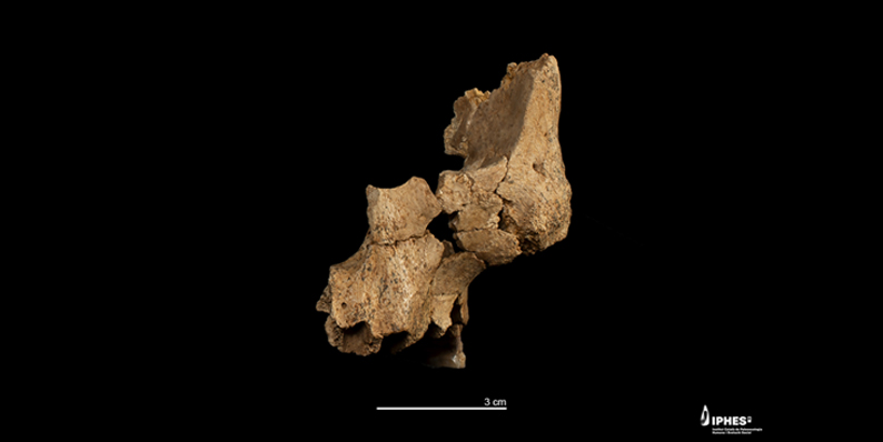 Hallado el rostro humano más antiguo de Europa occidental en Atapuerca