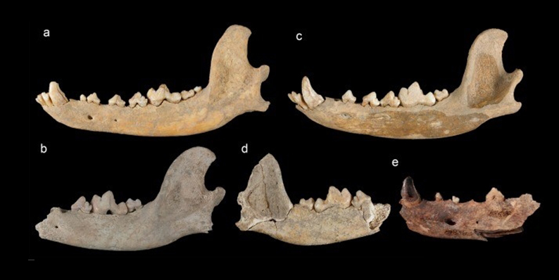 Un estudio UCM demuestra que las poblaciones humanas desde el Neolítico al Bronce convivían con perros pequeños que aún conservaban rasgos lobunos