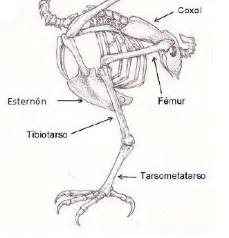 pata