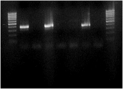 leishmaniosis_lab investigación 1