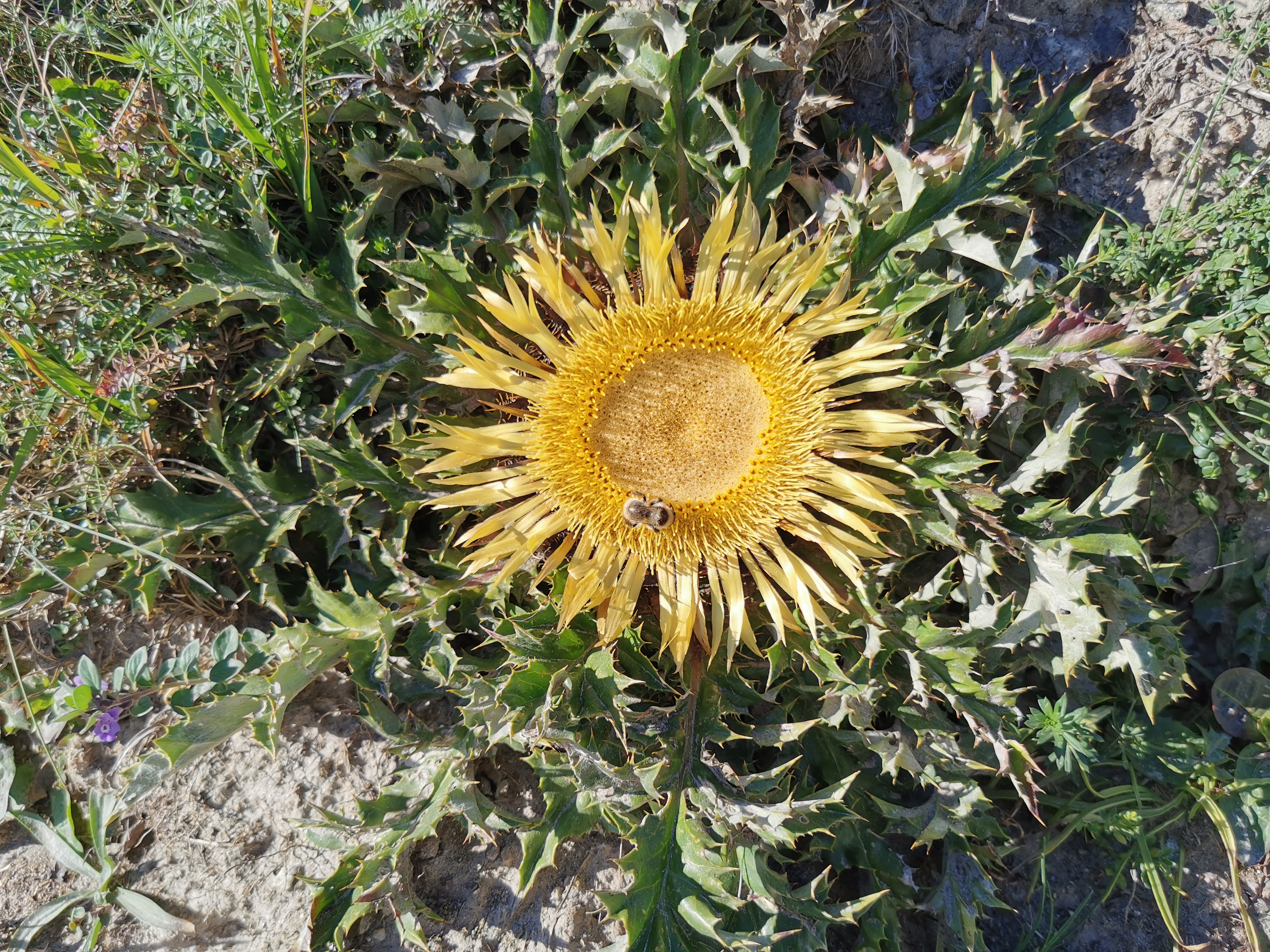 colomers, valle de arán (2)