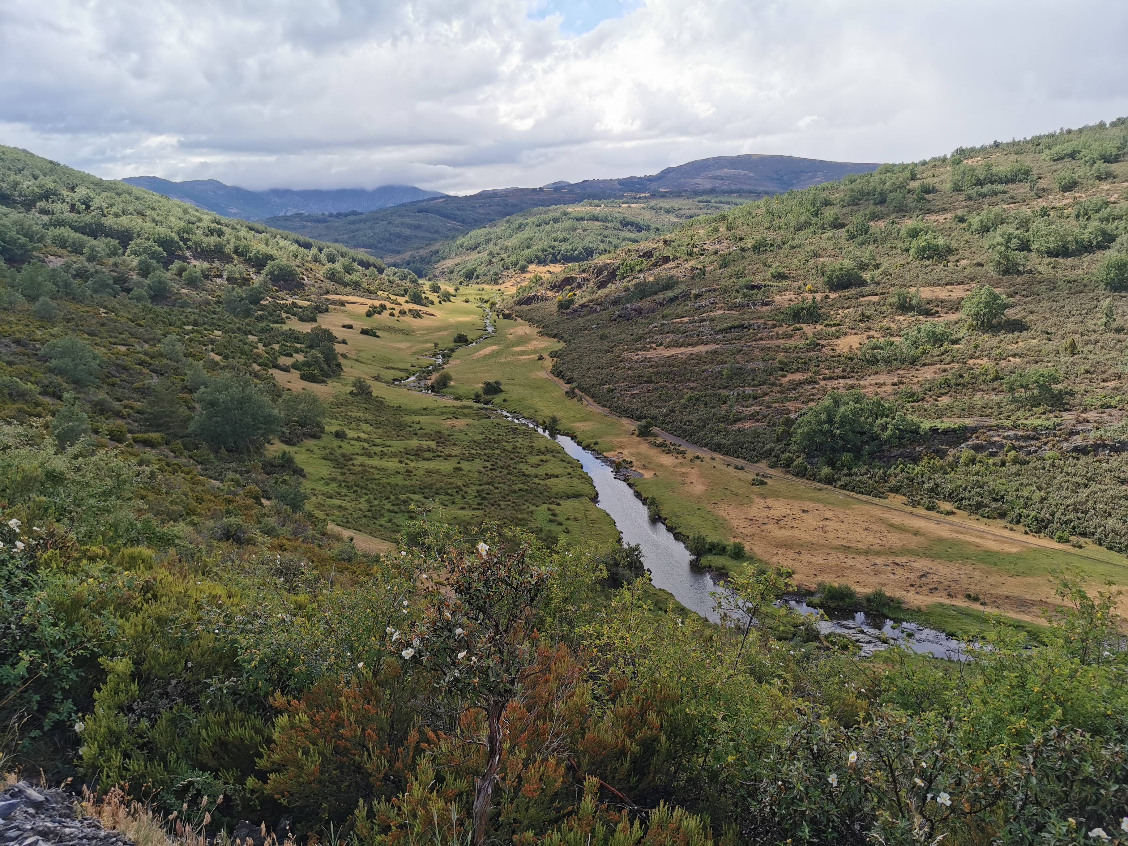 hayedo tejera negra, guadalajara