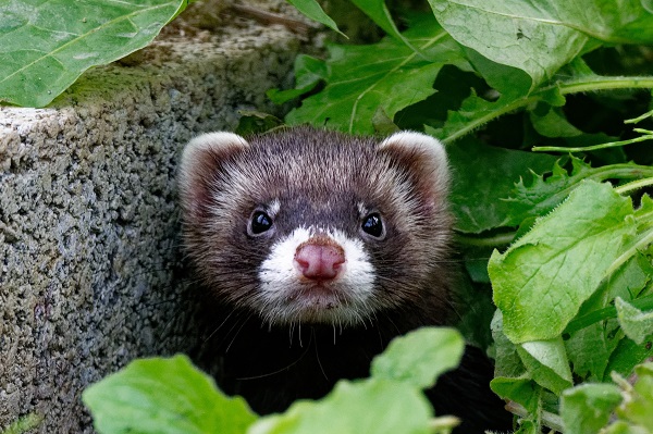 El turón es uno de los mamíferos más desconocidos de la fauna europea. / Shutterstock. 