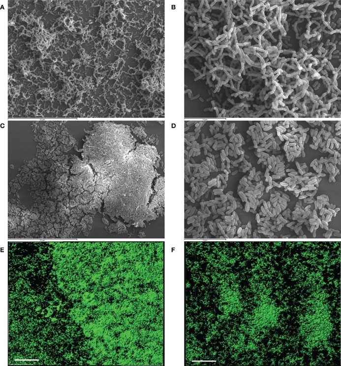 biofilm 1