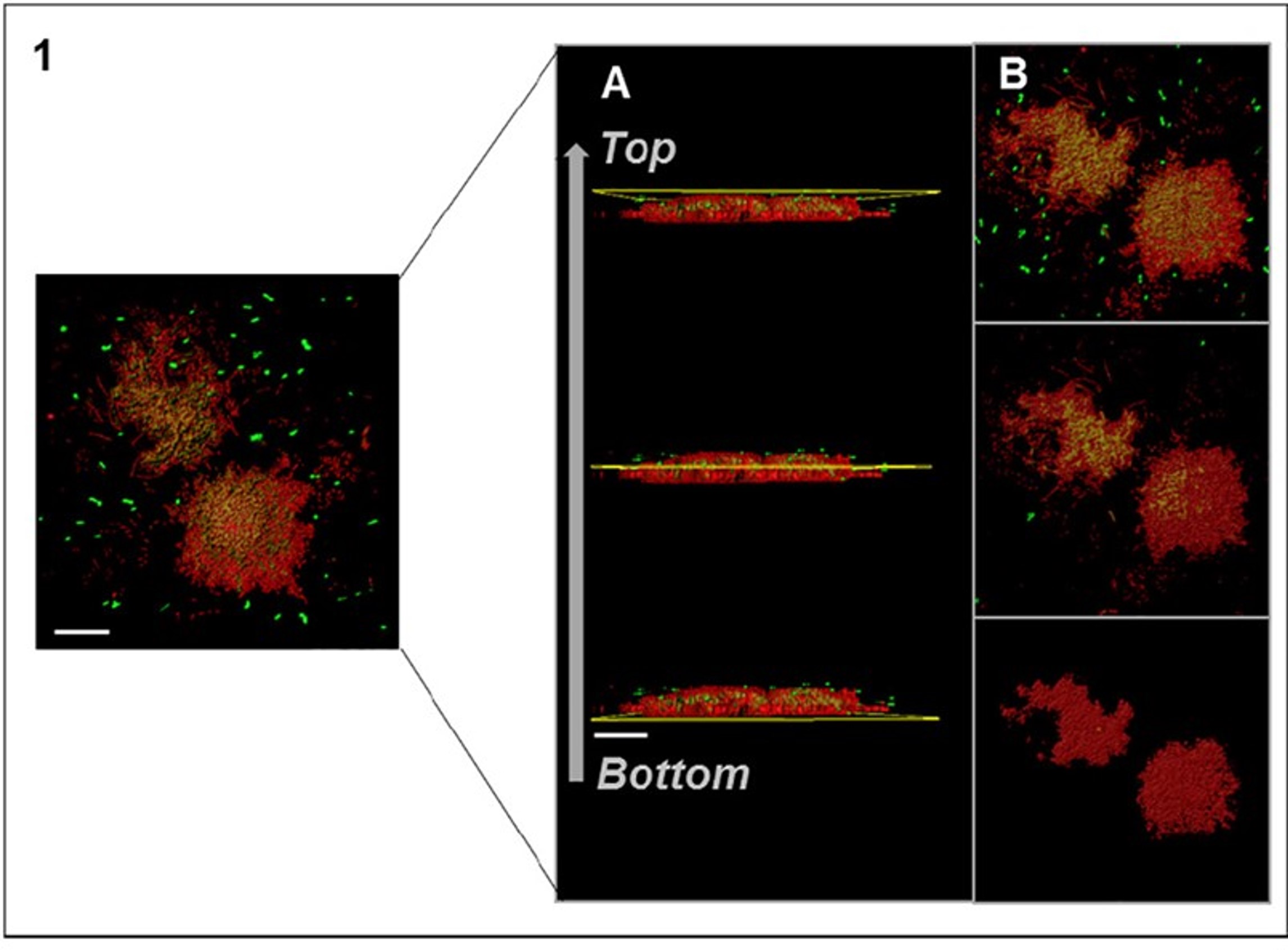 biofilm 2