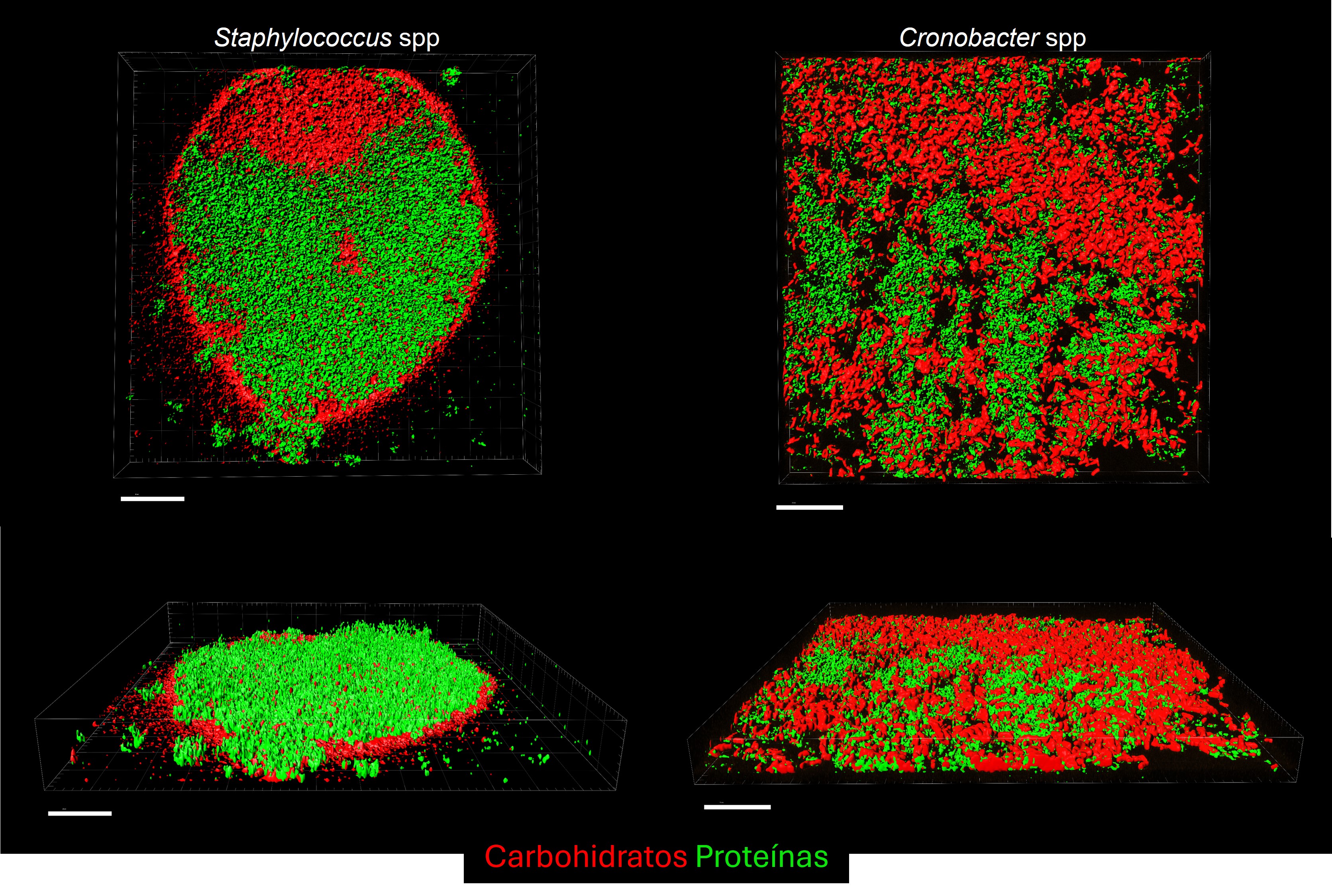 biofilm 3